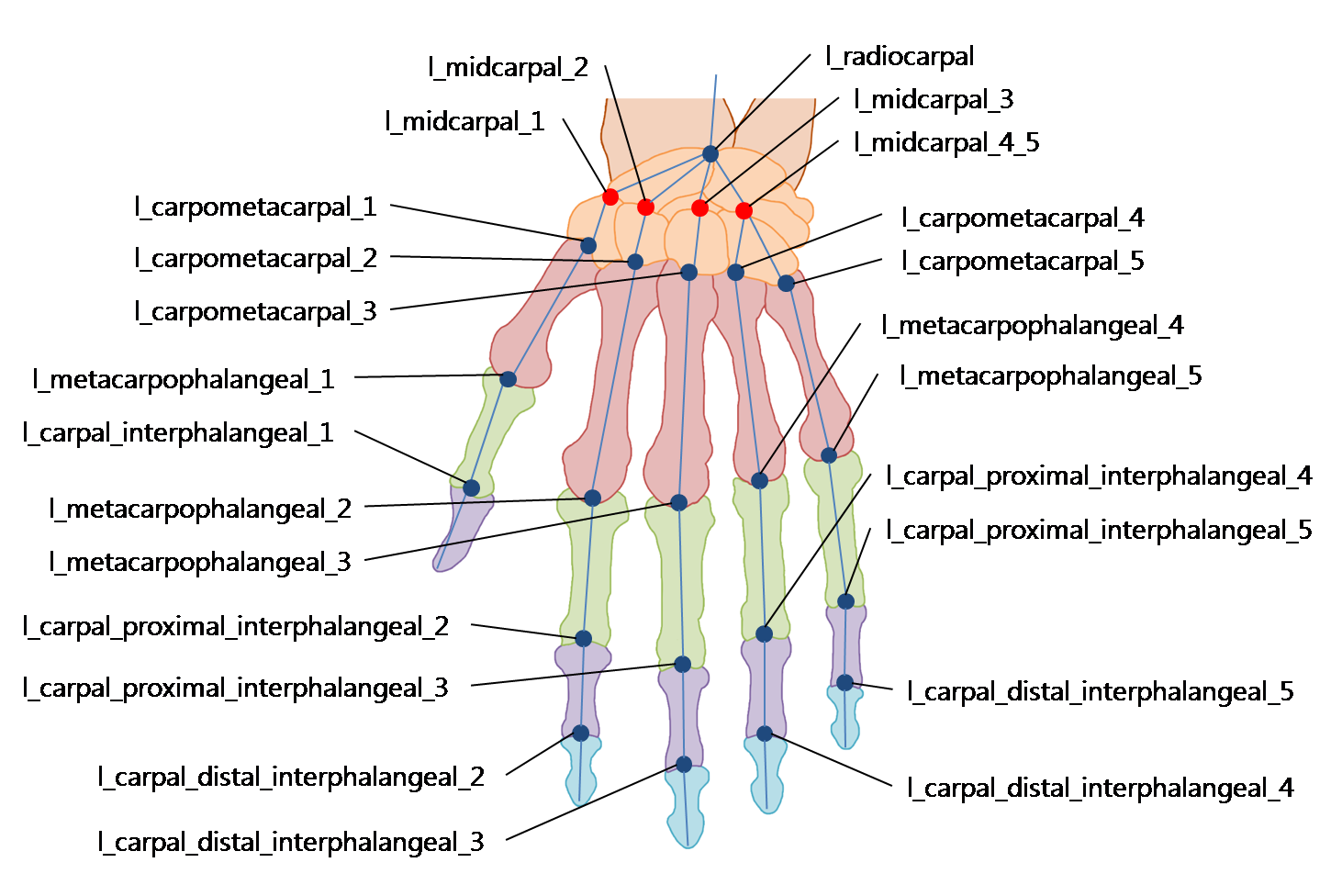 left hand joints