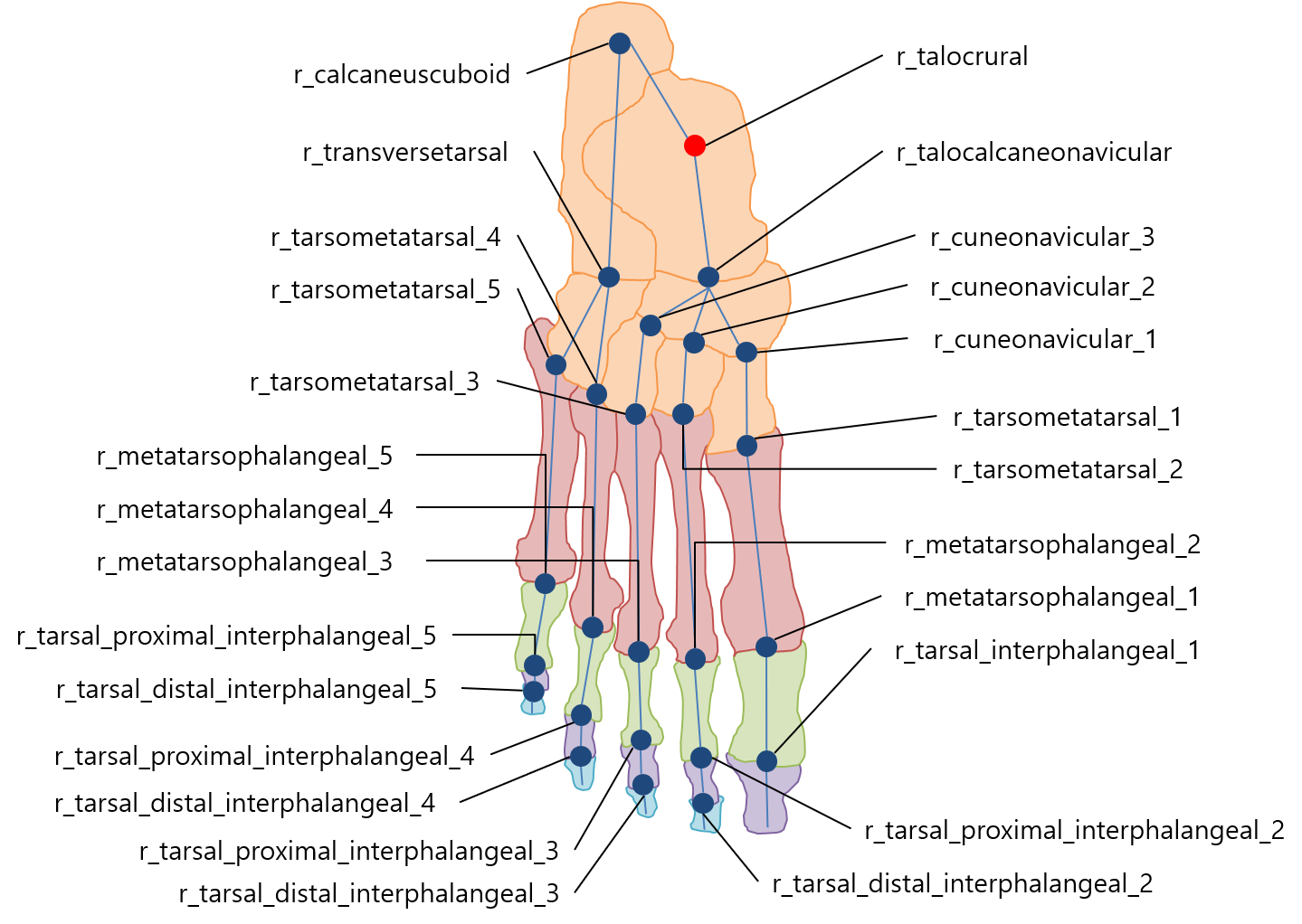 right foot joints