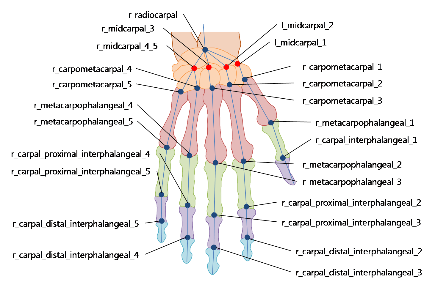 right hand joints