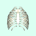 chest