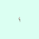 l_nasal
