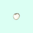l_patella