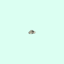 l_tarsal_distal_phalanx_1