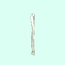 l_ulna