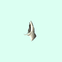 l_zygomatic