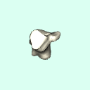 r_calcaneus