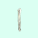 r_forearm