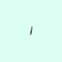 r_lacrimal