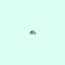 r_tarsal_distal_phalanx_1