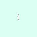 tooth_canine_11_23