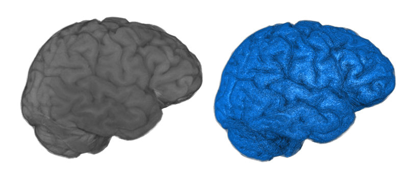 Basic Brain, Shaded: X3D Specification Volume Visualization example
