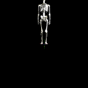 BonesAllSkeleton