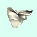 l_scapula