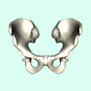 pelvis