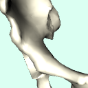 r_hip_bone